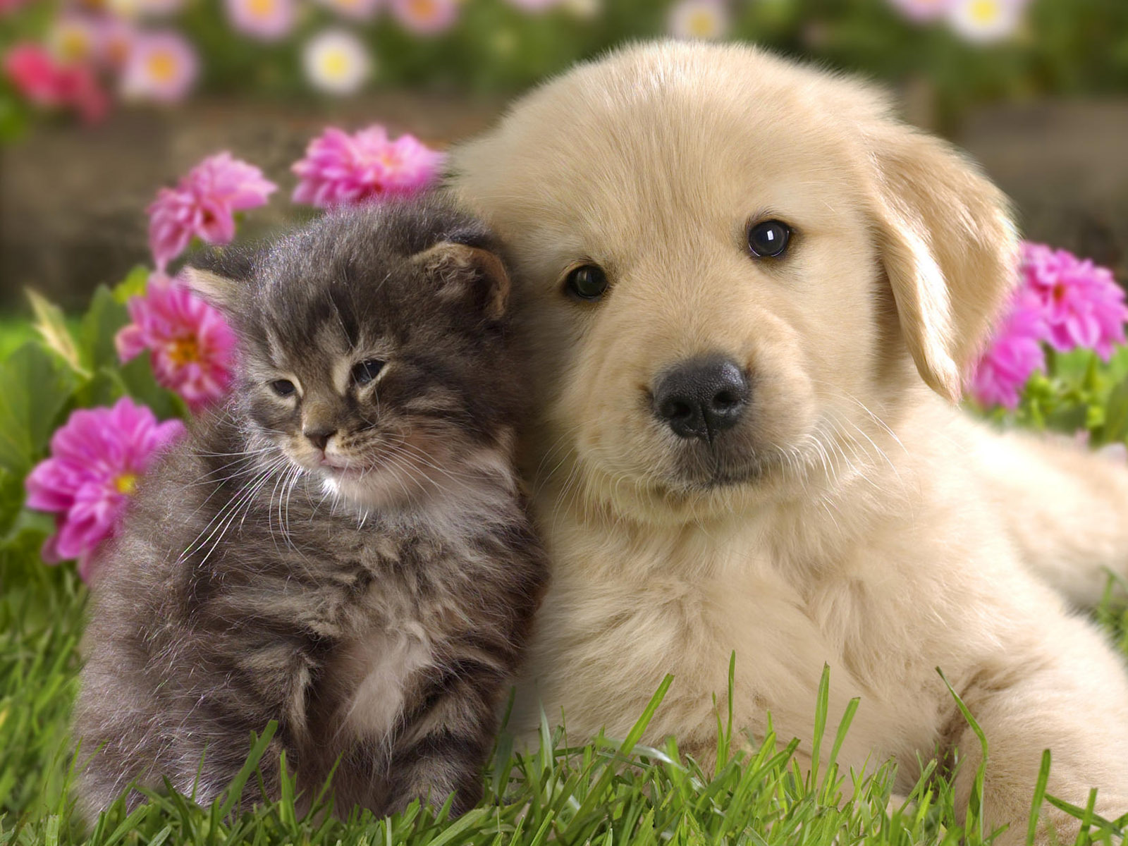  Cute  Cat  and Dog  Friendship HD Wallpaper  HD Nature 