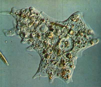 celula procariota y eucariota. celula procariota y eucariota.