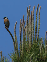 Tarabilla común