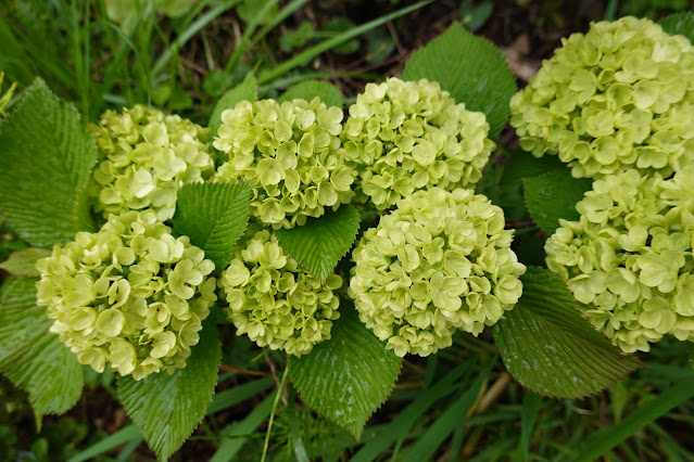 鳥取県米子市淀江町稲吉　果樹園　アジサイ（紫陽花）