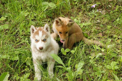 Rare Pets Seen On www.coolpicturegallery.us