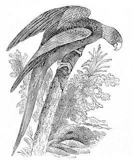 [Image of the Carolina Parrot in Nuttall bok on birds]