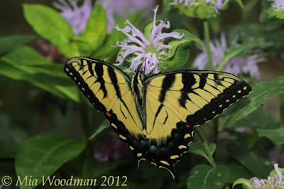 tiger swallowtail butterfly