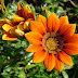 Stylish Orange Flower