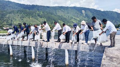 DKP Provsu dan Dinas Ketapang, Pertanian Samosir Tebar 30.000 Ekor Benih Ikan Nila di Perairan Danau Toba