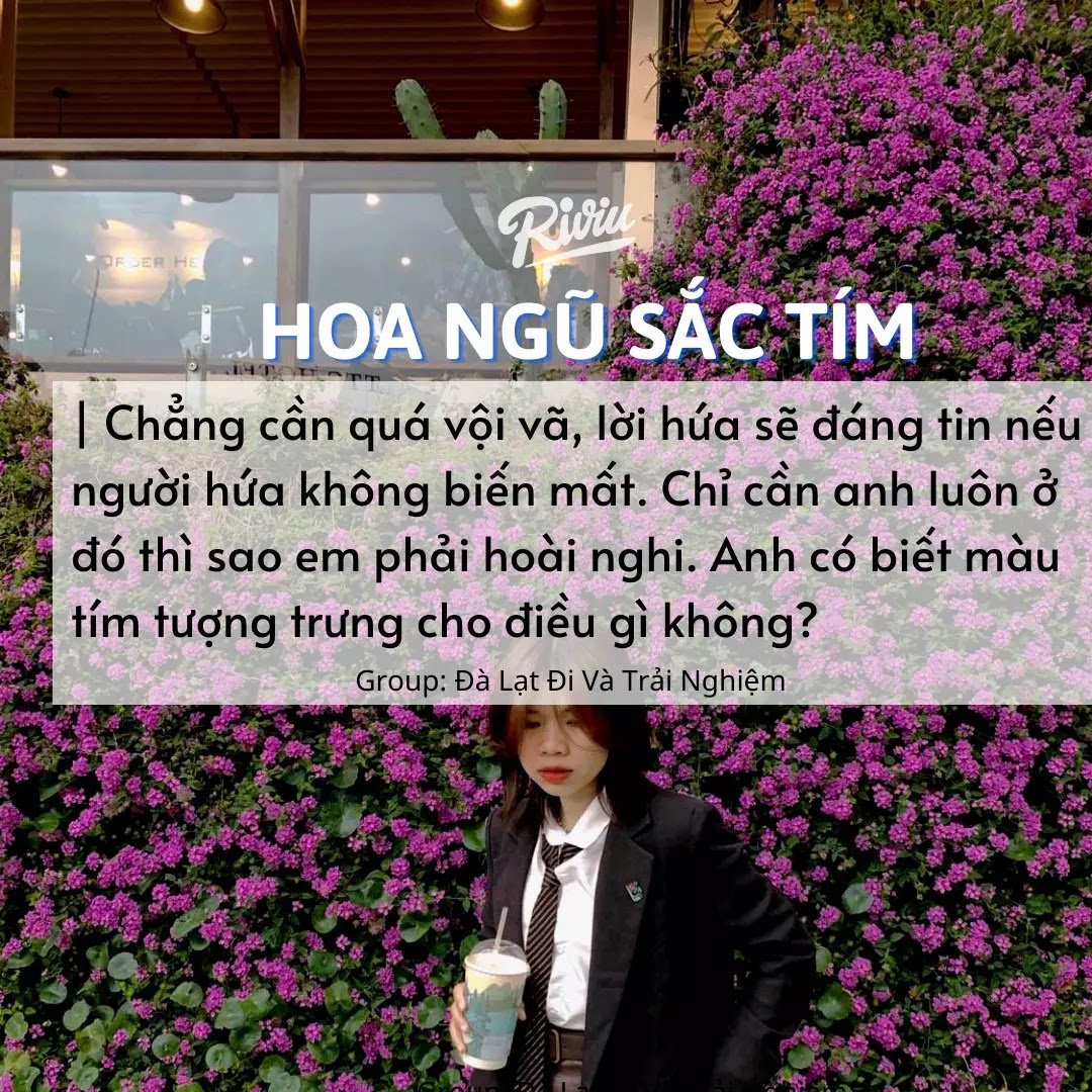 Hoa ngũ sắc tím