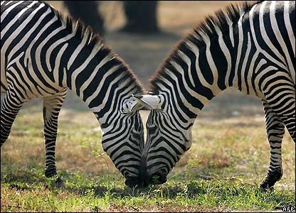 Zebra has a special trick to expel the bloodsucking insects