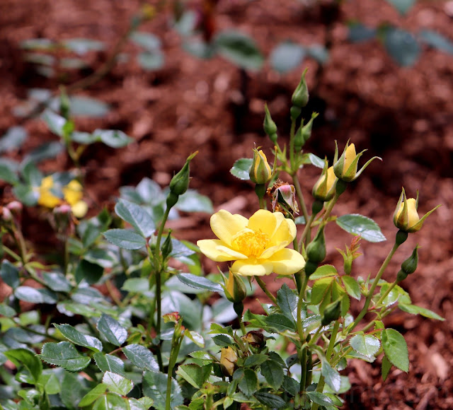 new brunswick botanical garden