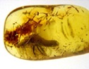 amber07