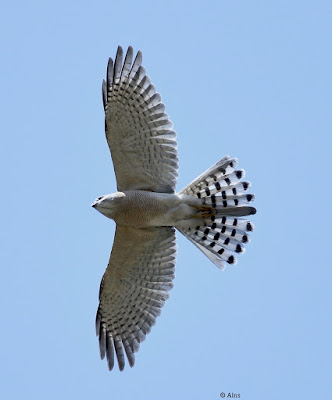 Shikra