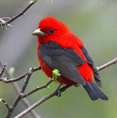 Road to Rhoads: Indigo Bunting and Scarlet Tanager