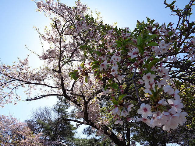 牧草地の山桜