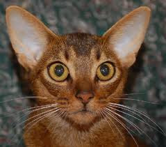 abyssinian cat photos