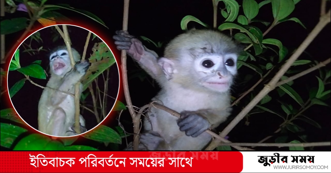 মায়ের মৃত্যুতে কাঁদছে হনুমান শাবক!