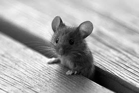 Funny animals of the week - 14 February 2014 (40 pics), little mouse in bench gap