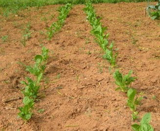 Double row of Swiss chard