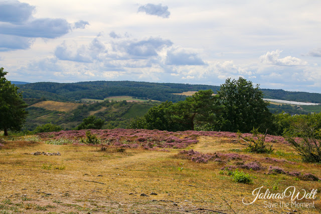 Heide bei Siefersheim in Rheinhessen