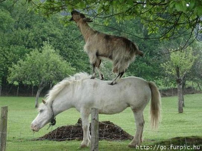 Funny Animals Goat Horse Picture