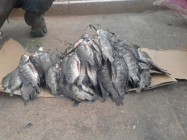 zambezi river shrimps , praws and fish