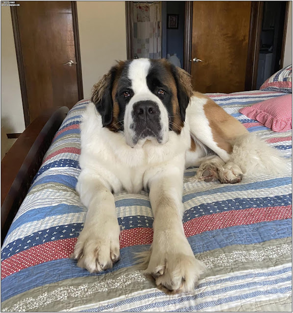 saint bernard