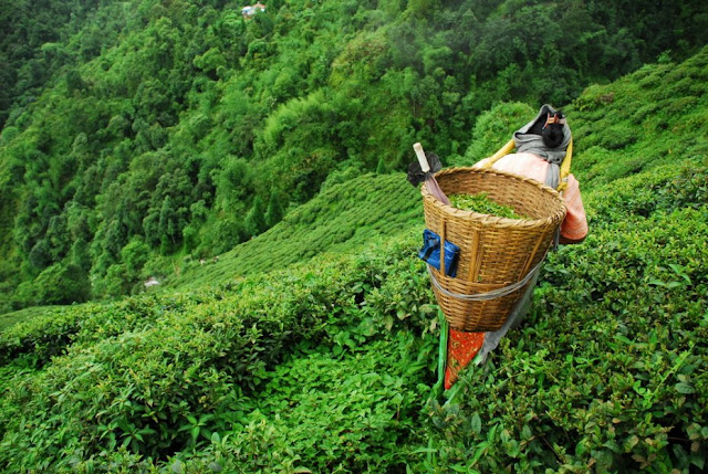 Darjeeling - incredible natural beauty