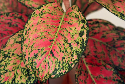 Aglaonema Merah