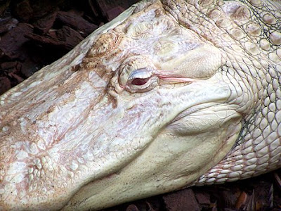  black leather and carved with eye-catching tattoos. Albino Alligator.