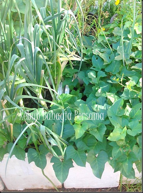 Leek and Sweet potato growing together