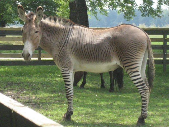 Gambar Zonkey