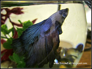 Delta Tail Male Betta Fish