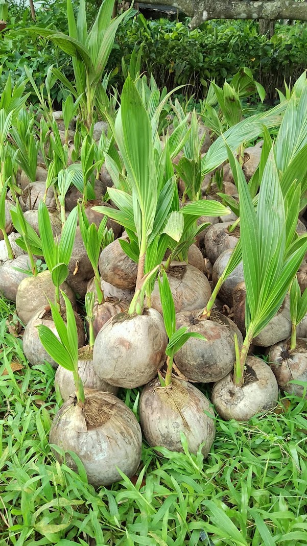 bibit tanaman buah kelapa entok yang paling bagus mataram Tarakan