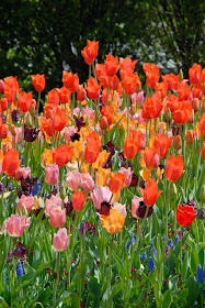 Spring Tulips at the Chicago Botanic Garden by Jeanne Selep