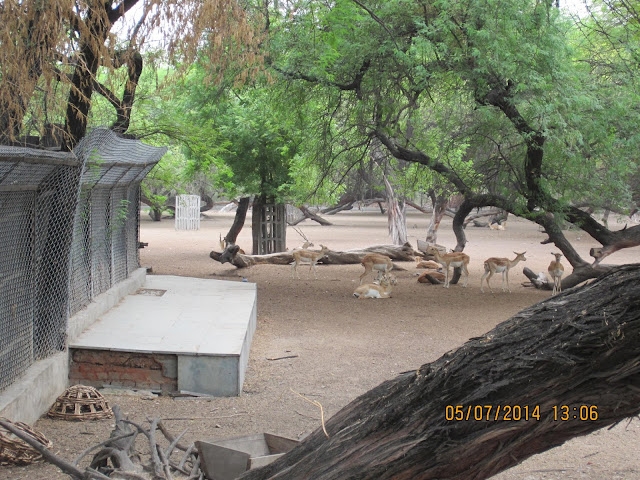 deer in zoo