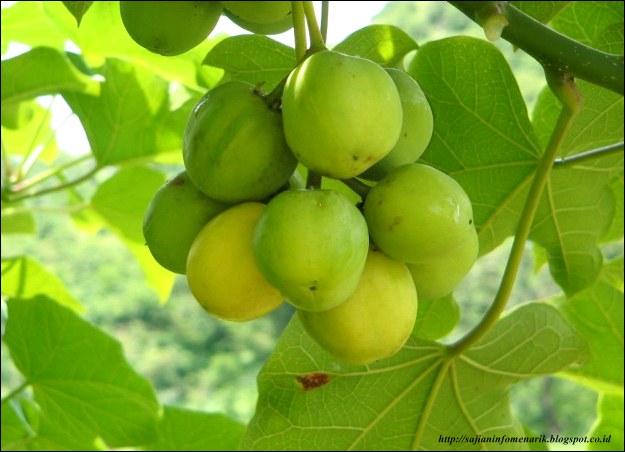 Buah-Buah Ini Memang Sangat Cantik Sekali ! Tetapi Harus Berhati-hati Karena Kecantikannya Bisa Mematikan