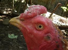  penyakit korep atau penyakit yang menyebabkan kepala ayam jago