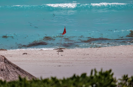 Reportan sargazo en 85% de playas de QR, según Reforma; SEMAR lista contra alga, dice AMLO
