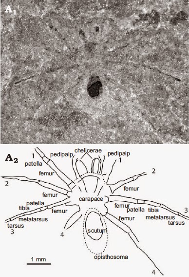 http://sciencythoughts.blogspot.co.uk/2013/08/a-mygalomorph-spider-from-late-triassic.html