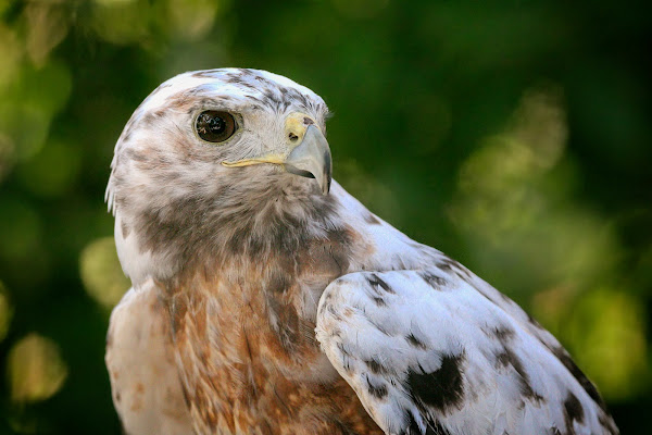 Portrait of a leucistic male red-tailed hawk.