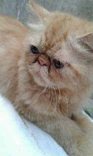 kucing persia peaknose extreme longhair