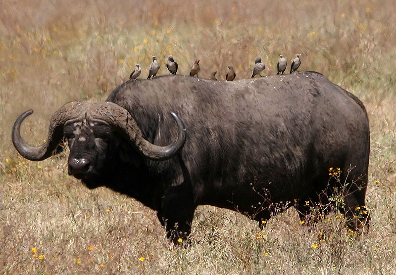 african animals wallpaper. Animal African Buffalo Free