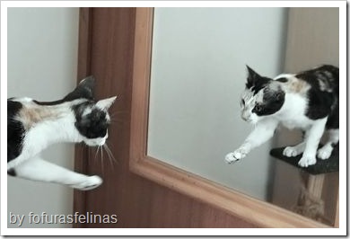 cat-in-mirror