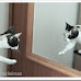 cat in mirror pic