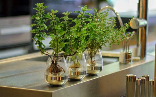 interior garden; interior garden design; interior garden tips; interior garden photos; interior garden ideas; interior garden plant; garden design; garden design ideas; garden house designs; home gardening