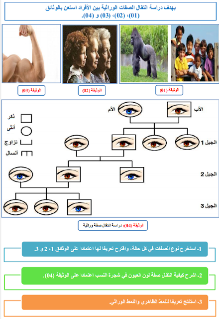 دراسة انتقال الصفات الوراثية بين الافراد . الصبغيات والصفات الوراثية