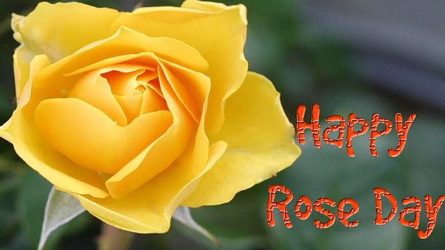 yellow-rose-day-wallpapers