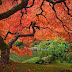 Stock photo japanese maple tree