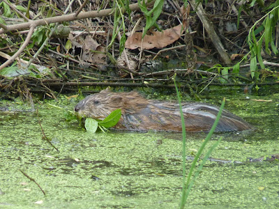 muskrat swimming with mouthful of greens