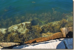 seaweed at breakwater