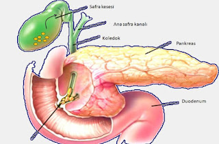 Pankreatit ( Pankreas İltihabı)