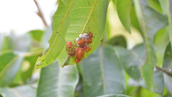 彰化縣釋放平腹小蜂生物防治 荔枝椿象滅蟲計畫